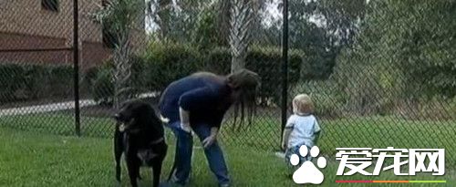 保姆虐待7個月大嬰兒 <a href=/ target=_blank class=infotextkey>寵物</a>狗極力保護
