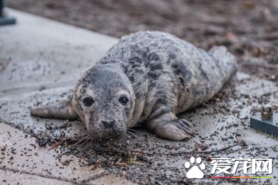 誤闖人類世界的小海豹 賣萌微服出巡引眾人圍觀