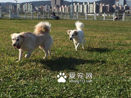 狗狗每天需要多少運動才足夠呢?
