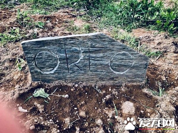 星際異攻隊火箭浣熊發病去世 粉絲紛紛留言悼念