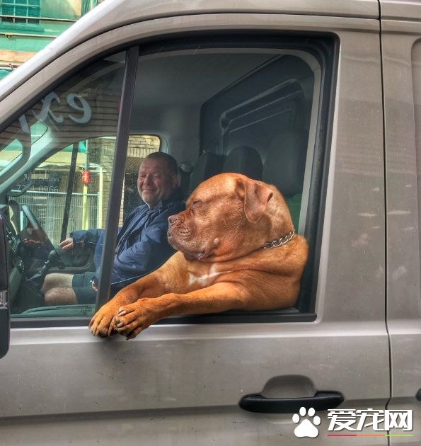 坐物流車的吉祥物狗狗 可愛模樣成最萌地標