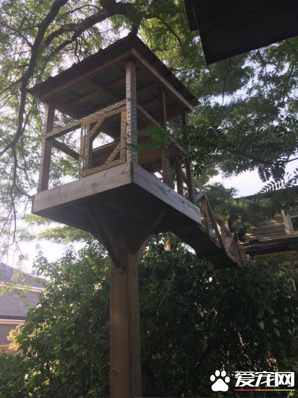 貓奴打造超夢幻樹屋 室內貓也可以出去透透氣