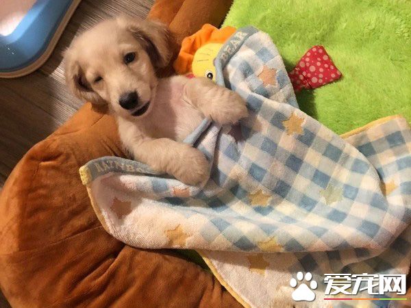 萌狗被罵小壞蛋便會投降 耍賴萌樣讓主人氣消