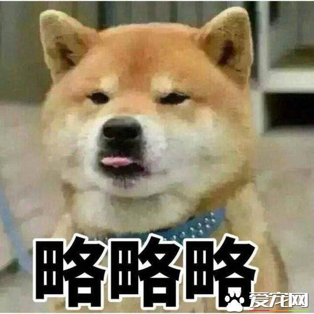 不會吐舌頭的寵物不是好寵物