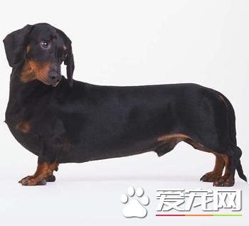 <a href=/ target=_blank class=infotextkey>寵物</a>臘腸犬
