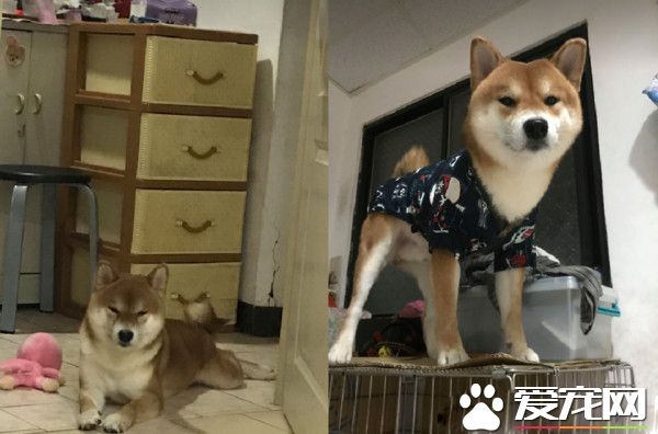 柴柴跑媽媽床邊小聲汪汪 媽媽笑問：你要干嘛？