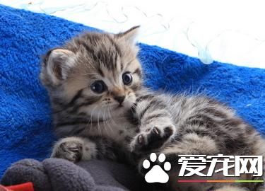 寵物貓名字,寵物貓名字大全