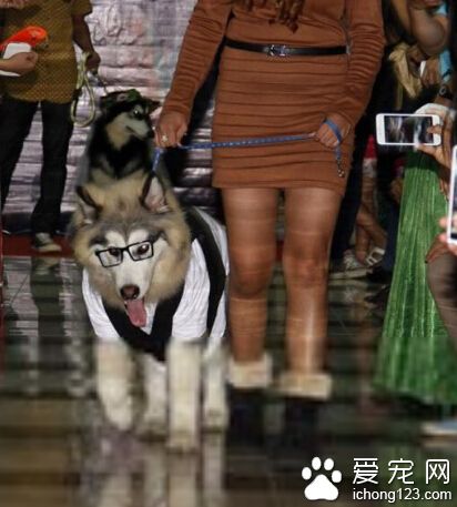 印度尼西亞 100多人見證阿拉斯加雪橇犬婚禮