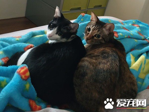 喵想要和媽咪擠一起取暖 自備被被也太可愛了