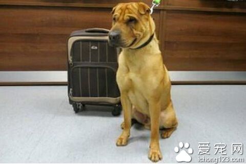 雜交沙皮惡性遺棄在火車站 隨身行李箱內有玩具狗糧