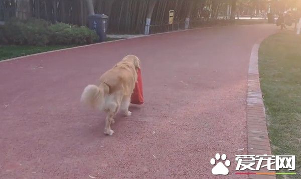 11歲老黃金獵犬不知爺爺過世 每天到公園等爺爺