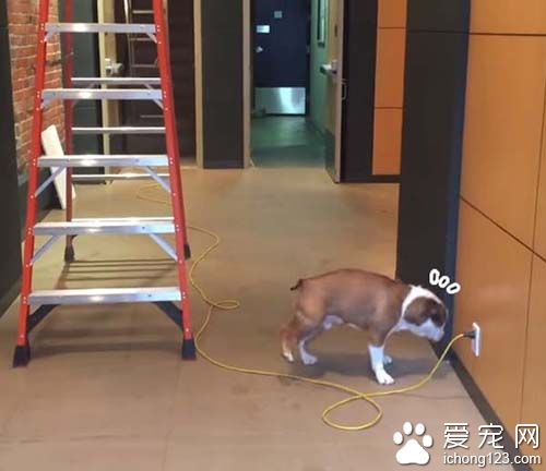 遇到最害怕的電線跟梯子該怎么辦呢？