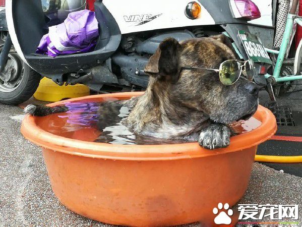 汪老大頭戴墨鏡受高級露天浴 名副其實的大哥啊