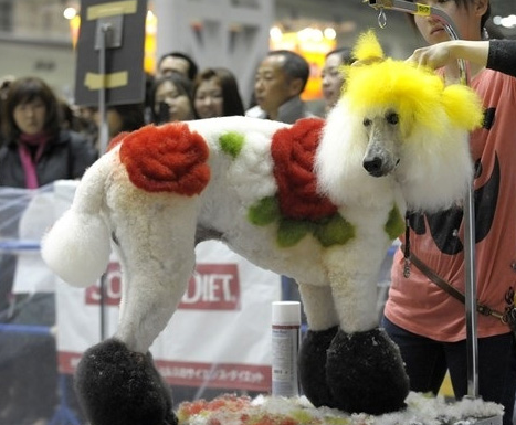 “寵物嘉年華”50多只寵物犬前來參加