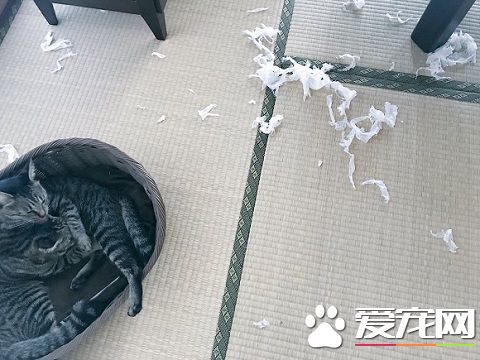 外面大臺風家里小臺風 貓咪小臺風萌力十級