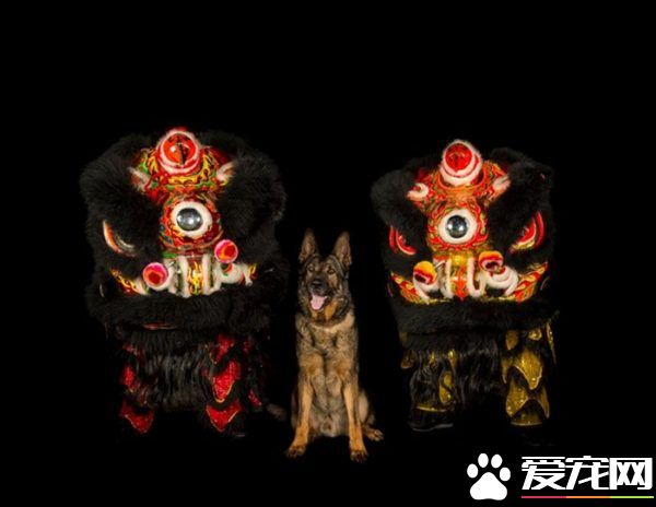 硬漢狠角色路線 警犬們的硬漢魅力迷倒大家