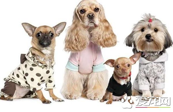 名貴狗狗借給他人配種走失 寵主索賠兩萬元