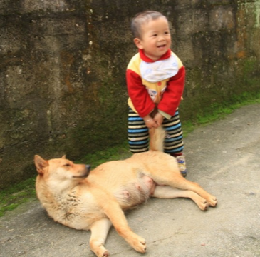 寵物不接種狂犬病疫苗將處200元以上1000以下罰款