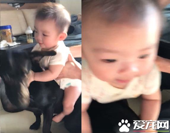 萌片錄到一半時 坐騎汪超淡定將妹妹載走!