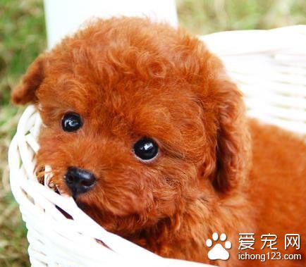 小狗被存烤肉店“越獄“被撞傷 讓店家負全責