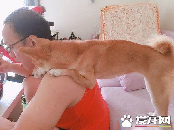 柴柴睡像被馬麻出賣 超浮夸的表情嚇壞粉絲