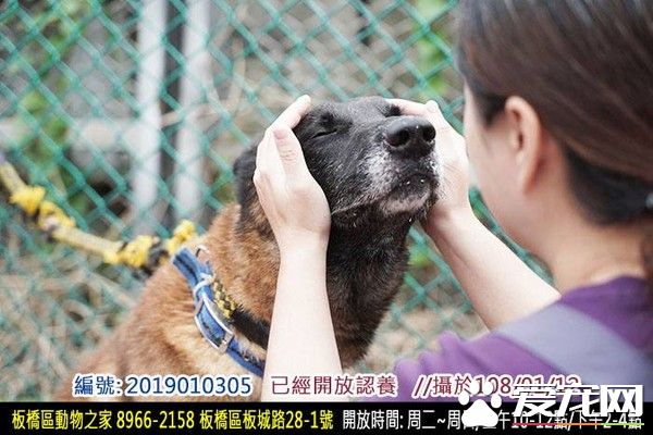親人狼犬遭棄養在收容所 就算受傷仍然非常愛撒