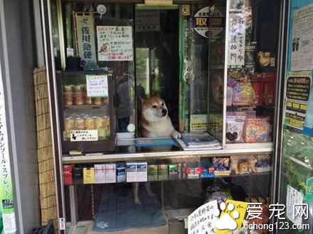 史上最萌的“狗老板”看店 熱情迎接客人