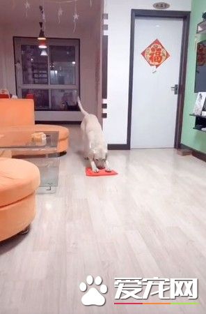 拉拉見馬麻辛苦做家事 超暖叼走抹布搖尾拖地板