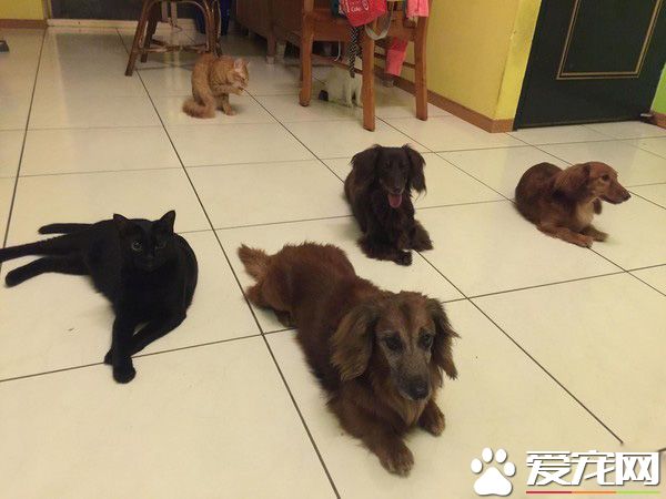 后腦勺好聞嗎? 萌娃抱黑貓后腦勺狂吸