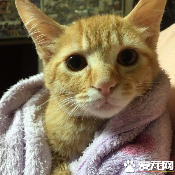 主人帶回流浪小貓 讓失去貓咪好友的柴柴很開心