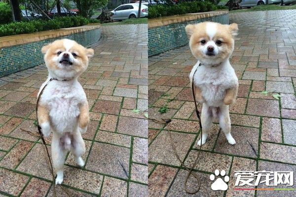 超有趣的博美狗 剃毛后氣到站立行走