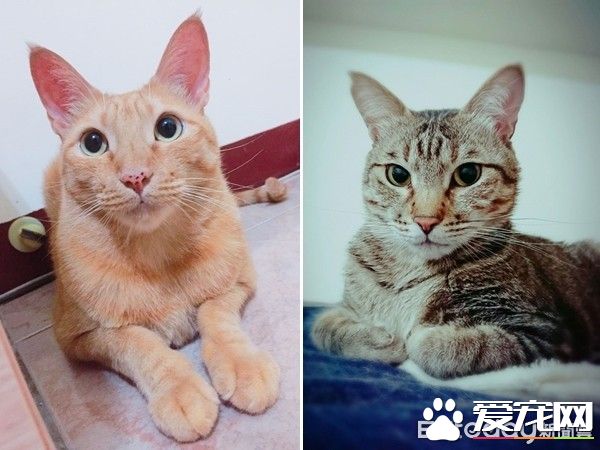 爸爸的吸貓癥再發作 該是橘貓椪柑和虎斑跳跳上場啦