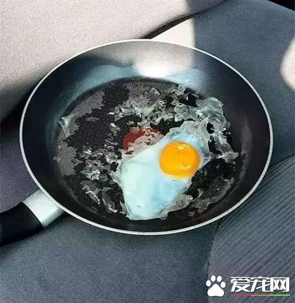 寵物狗陽臺死亡？背后原因是許多鏟屎官都會犯的錯誤