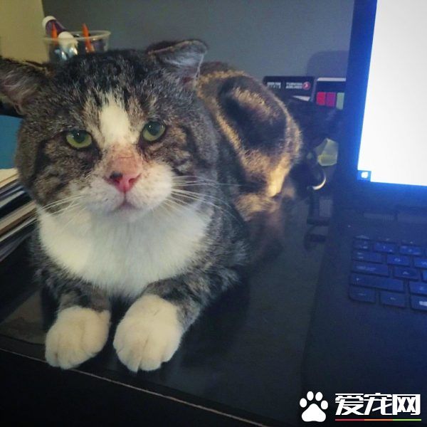 加拿大街貓帕杜被誘捕 成愛撒嬌的傻大個家貓