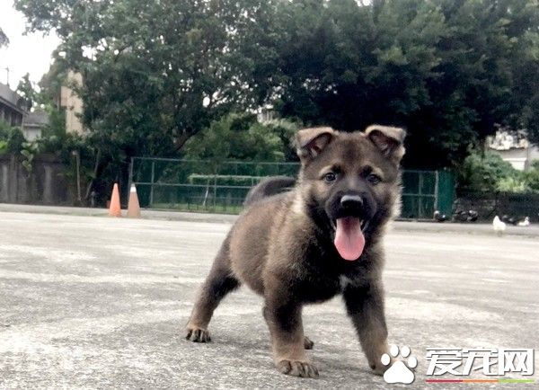 新北警犬隊生力軍加入！小萌汪架式十足網友全融化