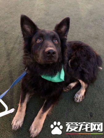 加州路邊有只怪物？原來是一只受傷的德國狼犬