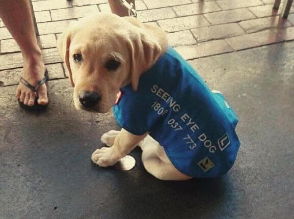 你有聽過導盲犬嗎？ 它們在成為導盲犬之前是怎樣的生活的