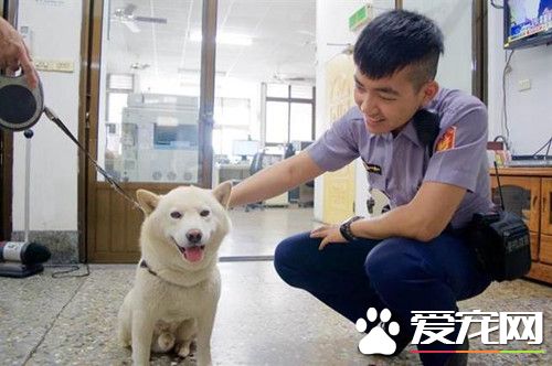見色忘主 柴犬3次離家出走只為堵截女朋友