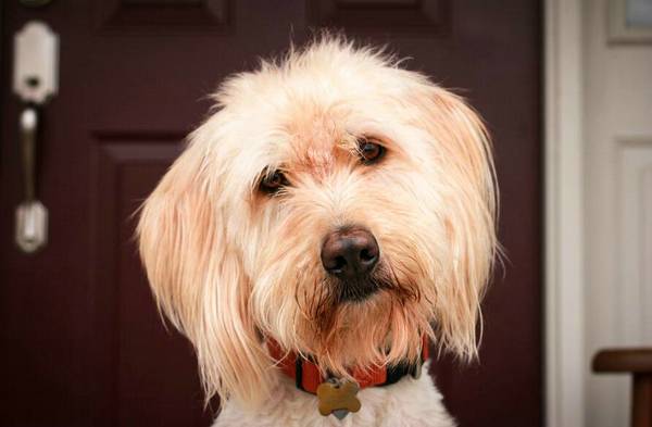 犬瘟快死的癥狀
