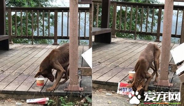 狗狗死守廢涼亭 眼神悲泣瘦到肋骨凸不知在等誰