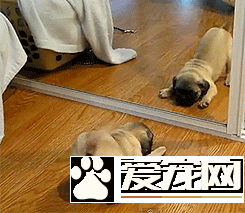 狗嚇狗，嚇死狗