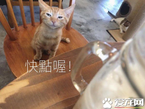 超萌小橘貓跳上椅子想討吃 超萌表情被做養我圖
