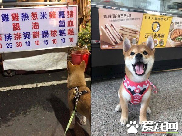 好便宜！超萌柴柴看價格表若有所思