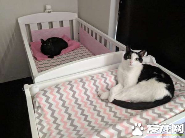 監視器里拍到史上最萌畫面 黑貓時刻陪伴妹妹