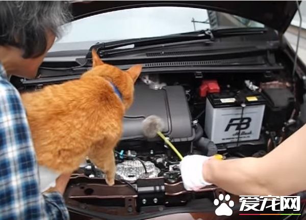 小貓誤入汽車引擎取暖 幸得橘貓呼喚有驚無險