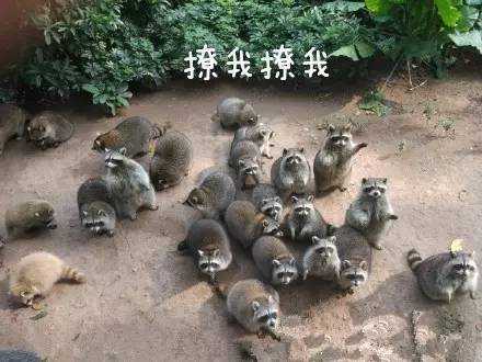 小涴熊？小熊貓？這都是什么鬼？傻傻分不清楚
