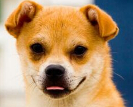 聰明狗狗不僅會唱歌而且還能幫主人看店