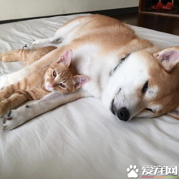 主人帶回流浪小貓 讓失去貓咪好友的柴柴很開心