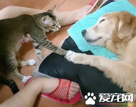 14歲黃金獵犬離世前 喵星人妹妹伸手告別