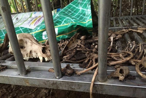 17只狗狗死亡成白骨 <a href=/xinwen/chongwudian/ target=_blank class=infotextkey>寵物店</a>老板卻說是沒時間處理遺體